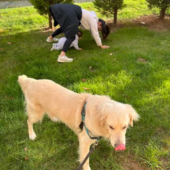 Köpeğim Bianco Otelde Ağır Yaralandı Sorumluluk Kabul Edilmiyor