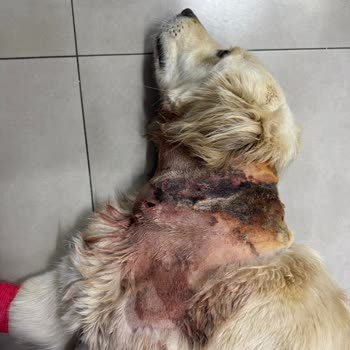Köpeğim Bianco Otelde Ağır Yaralandı Sorumluluk Kabul Edilmiyor