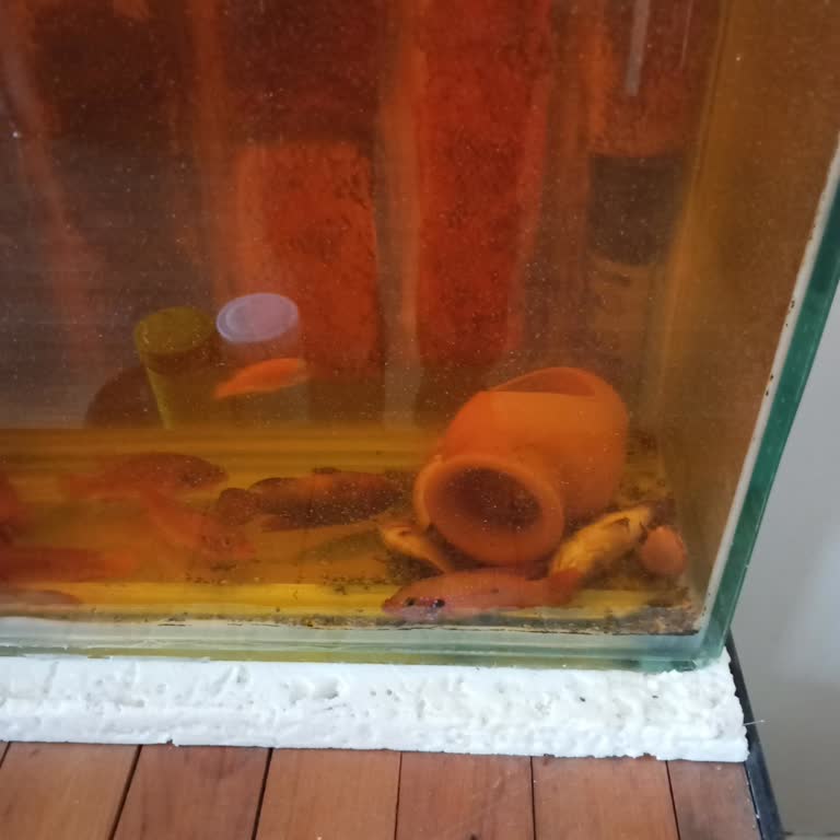 Sürekli Elektrik Kesintileri Balıklarımın Ölümüne Sebep Oldu