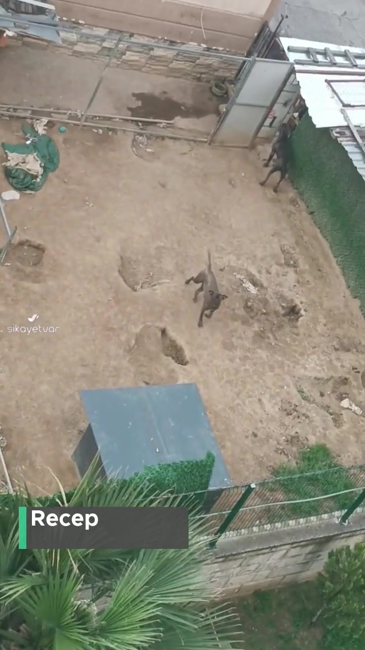 Bursa Yıldırım Belediyesi Köpek Çevreye Rahatsızlık Veriyor! videonun kapak resmi