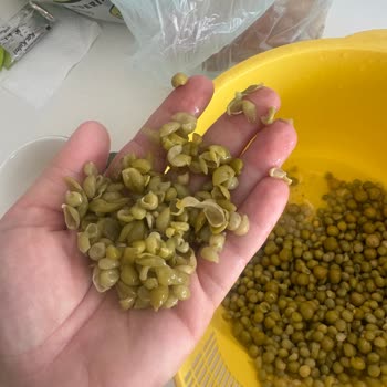 Migros Konserve Bezelyede Farklı Boyut Ve Kabuk Sorunu