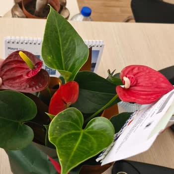 Sipariş Ettiğim Çiçek Görselle Alakasız Ve Sağlıksız Geldi