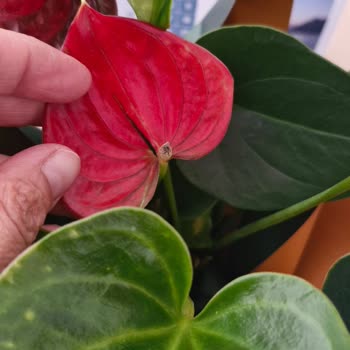 Sipariş Ettiğim Çiçek Görselle Alakasız Ve Sağlıksız Geldi