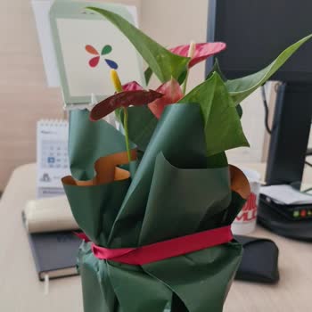 Sipariş Ettiğim Çiçek Görselle Alakasız Ve Sağlıksız Geldi