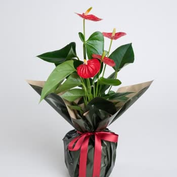 Sipariş Ettiğim Çiçek Görselle Alakasız Ve Sağlıksız Geldi