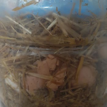 PTT Kargo İle Gönderdiğim Yumurtalar Kırık Ve Kokmuş Ulaştı!