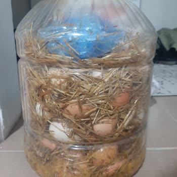 PTT Kargo İle Gönderdiğim Yumurtalar Kırık Ve Kokmuş Ulaştı!