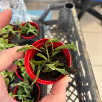 Sipariş Edilen Çiçekler Görsellerle Uyuşmuyor, Teslimat Tarihi De Yanlış