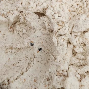 Söke Tam Buğday Ununda Yabancı Maddeler Çıkması Ve İade Süreci