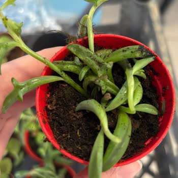 Sipariş Teslimat Tarihi Ve Ürün Boyutu Sorunu