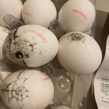 Çatlak Ve Bozuk Yumurtalarla Sağlığımız Tehlikeye Atıldı