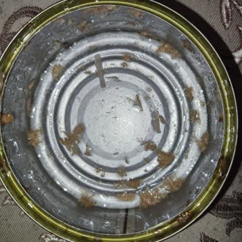 Dardanel Ton Balığında Kılçık Ve Civa Tadı Endişesiyle Hayal Kırıklığı