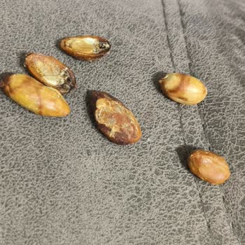 Çitlekçi'den Aldığım Kuruyemişlerde Aflatoksin Sorunu Ve Sağlık Endişesi