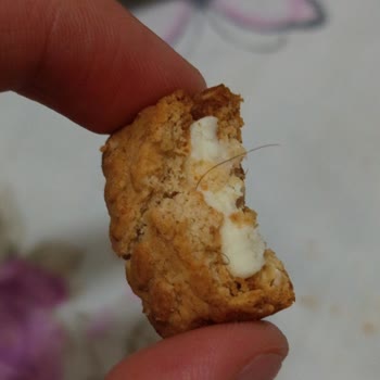 Bisküvinin İçinden Kıl Çıkmasıyla Yaşadığım Hijyen Şoku