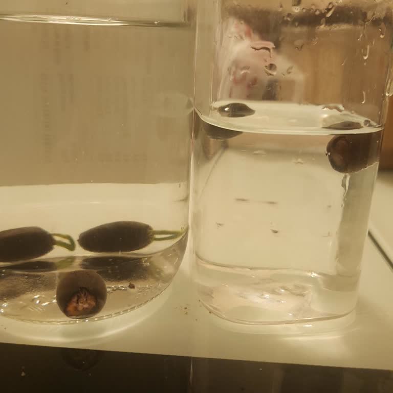 Bitkisatisi.com.tr Aldığım Lotus Tohumlarının Çoğu Çimlenmedi, Mağdur Edildim