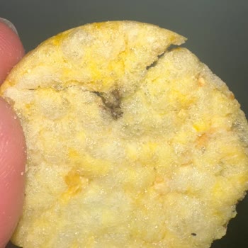 Eti Gong Mısır Patlağında Örümcek Çıkması Ve İlgisizlik