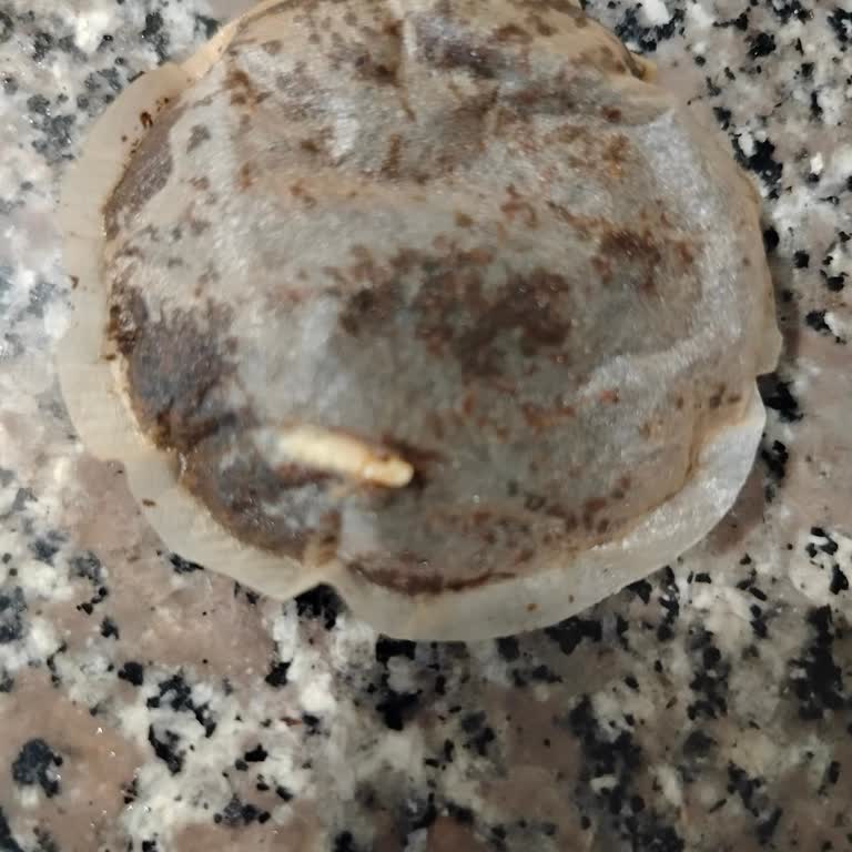 Çay Paketinden Kurt Çıkması Nedeniyle Sağlık Endişesi