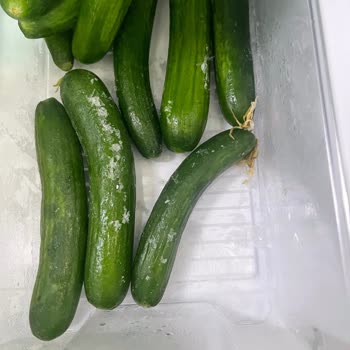 Vestel Buzdolabında Sürekli Arıza Ve Servis Sorunu: Değişim Talebimiz Reddediliyor