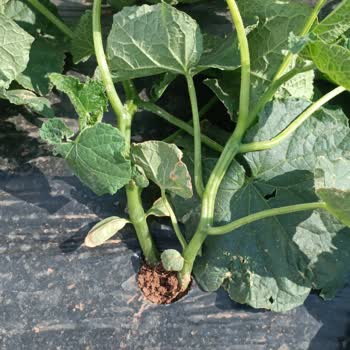 İntfa Tarım Satın Aldığım Salatalık Tohumlarında Kalite Ve Müşteri Hizmetleri Sorunu