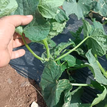 İntfa Tarım Satın Aldığım Salatalık Tohumlarında Kalite Ve Müşteri Hizmetleri Sorunu