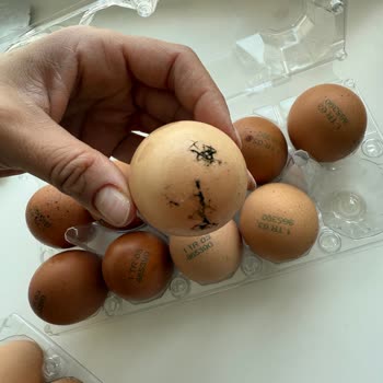 Küflü Yumurta Teslimatı Ve Müşteri Hizmetlerine Ulaşamama Sorunu