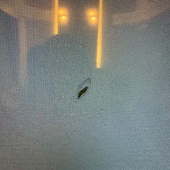 Onvo TV İçinde Tekrar Eden Kurt Sorunu Ve Değişim Talebim