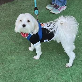 Elit Yavru Teslim Edilen Köpeğin Sahiplendirme Sürecinde Yaşanan Sorun ve İlgisizlik