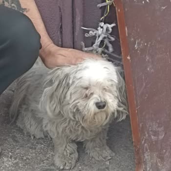 Elit Yavru Teslim Edilen Köpeğin Sahiplendirme Sürecinde Yaşanan Sorun ve İlgisizlik