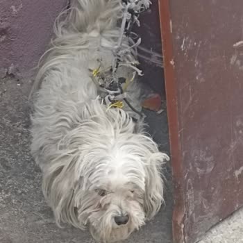 Elit Yavru Teslim Edilen Köpeğin Sahiplendirme Sürecinde Yaşanan Sorun ve İlgisizlik