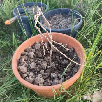 Aldığım Üzüm Fidanı Canlı Değildi, İade Kabul Edilmedi