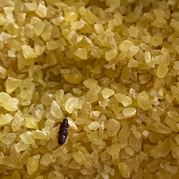 BİM Saban Köftelik Bulgurda Böcek Şoku