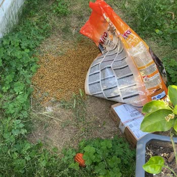 Yurtiçi Kargo Kedi Maması Siparişim Bahçeye Fırlatıldı, Poşet Yırtıldı