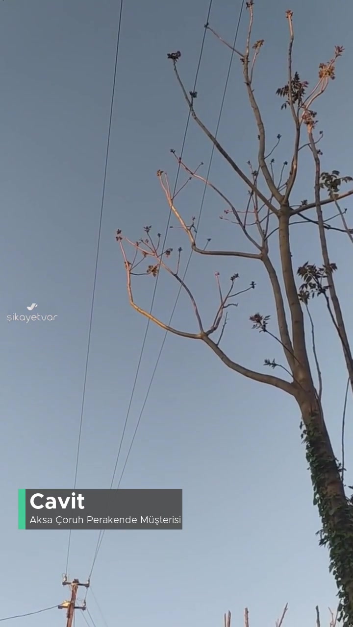Ağaçlara Temas Eden Elektrik Telleri videonun kapak resmi