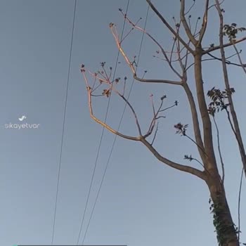 Ağaçlara Temas Eden Elektrik Telleri