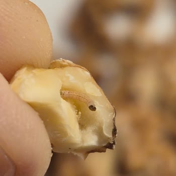 Ağ Bağlamış Ve Kurtlu Cevizler Sağlığımızı Tehdit Ediyor