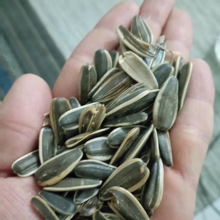 Aldığım Çekirdeğin Yarısı Boş Çıktı