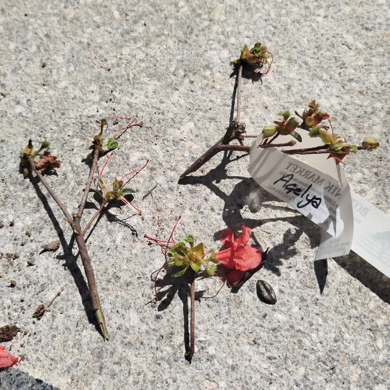 Sipariş Edilen Çiçekler Eksik Ve Hasarlı Geldi, Hediye Çiçek Gönderilmedi