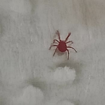 Açılmamış Su Şişesinde Kırmızı Böcek Görmek Hayal Kırıklığı Yarattı