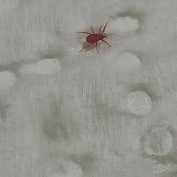 Açılmamış Su Şişesinde Kırmızı Böcek Görmek Hayal Kırıklığı Yarattı