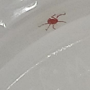 Açılmamış Su Şişesinde Kırmızı Böcek Görmek Hayal Kırıklığı Yarattı