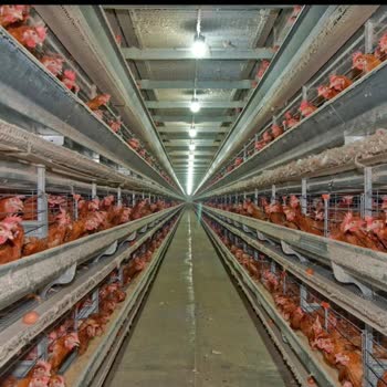 Yumurta Ambalajında Üretim Şekli Gizlenmiş Hayvan Refahı İhlal Ediliyor