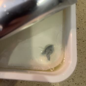 Taze Peynirde Küf Benzeri Yabancı Maddeyle Karşılaştım, Güvenim Sarsıldı