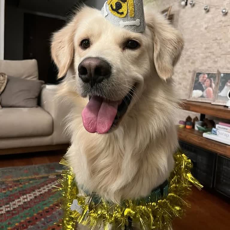 Klea Family Pet Otel'de İhmaller Sonucu Yaşanan Acı Kayıp