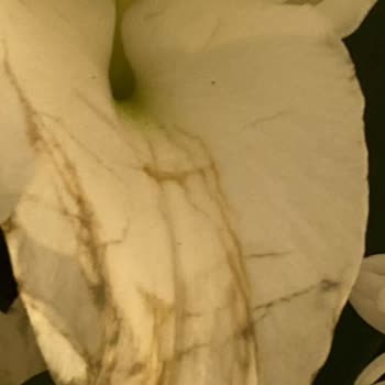 Deforme Çiçek Teslimatı Ve İlgisiz Satıcı Yaklaşımı