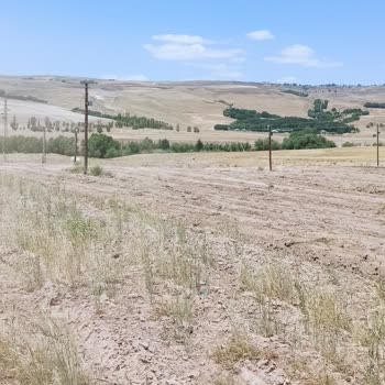 Tarlamda İzinsiz Direkler Tarım Yapamıyorum Çözüm Bulamıyorum