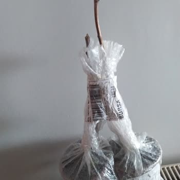 Kuru Ve Yapraksız Fidanlar Gönderildi, Satıcıdan Dönüş Alamadım