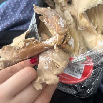 Migros'tan Aldığım İstiridye Mantarı Küflü Çıktı, Çocuklar Zehirlenebilirdi