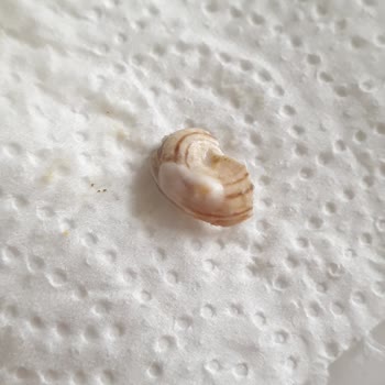 Tukaş Garnitürden Salyangoz Çıkmasıyla Hayal Kırıklığı