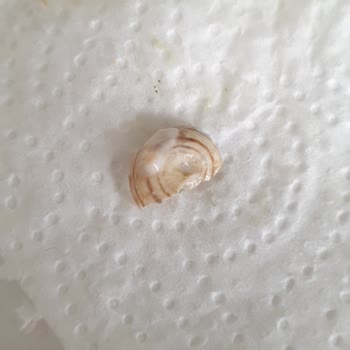 Tukaş Garnitürden Salyangoz Çıkmasıyla Hayal Kırıklığı