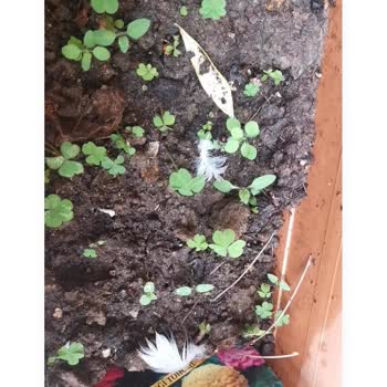 A101'den Aldığım Çiçek Tohumları Hiç Çimlenmedi Umudum Ve Param Boşa Gitti